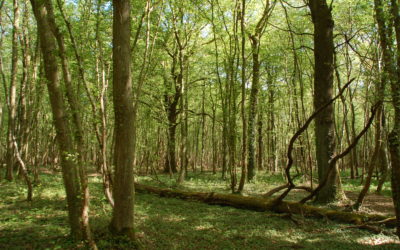 Le Département de Gironde institutionnalise les bains de forêt